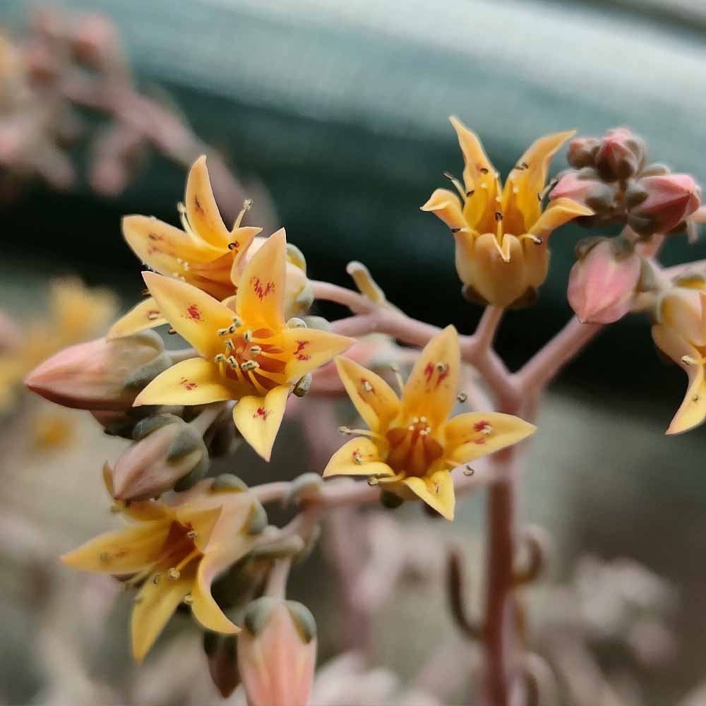 GRAPTOPETALUM sp fiore