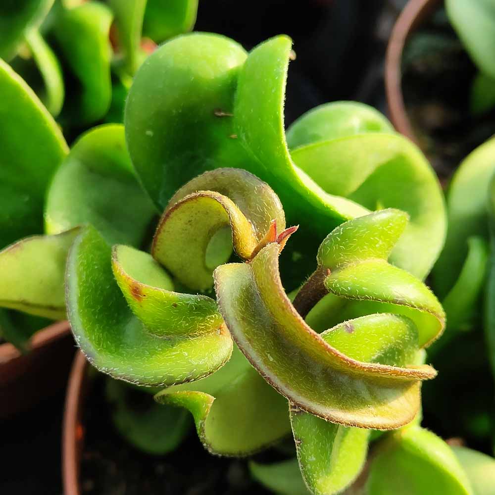 Hoya carnosa compacta pianta grassa