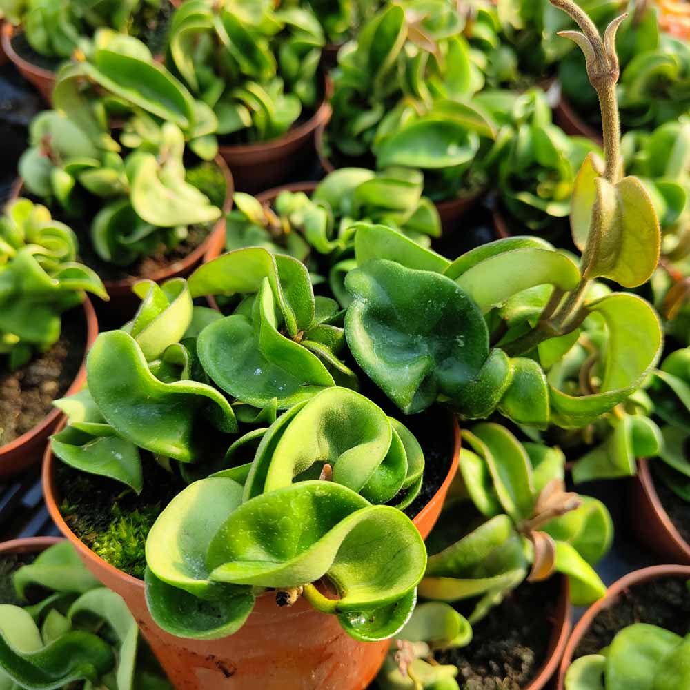 Hoya carnosa compacta