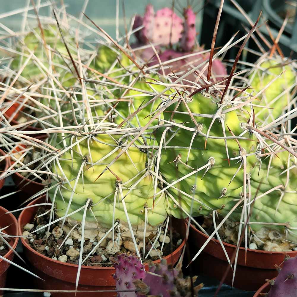 OPUNTIA SULPHUREA