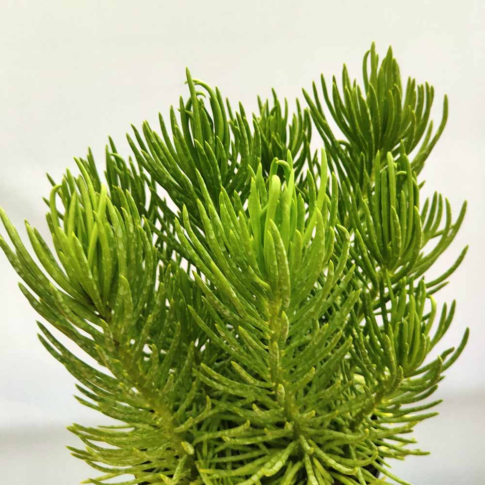 Senecio barbertonicus pianta