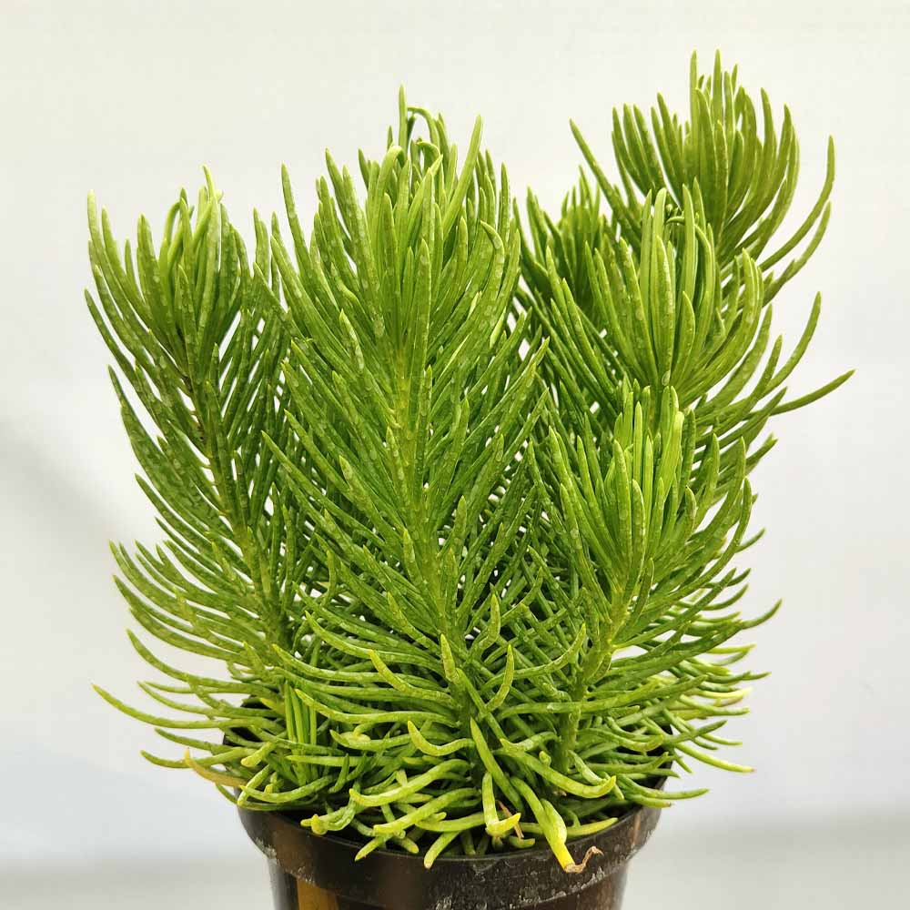 Senecio barbertonicus