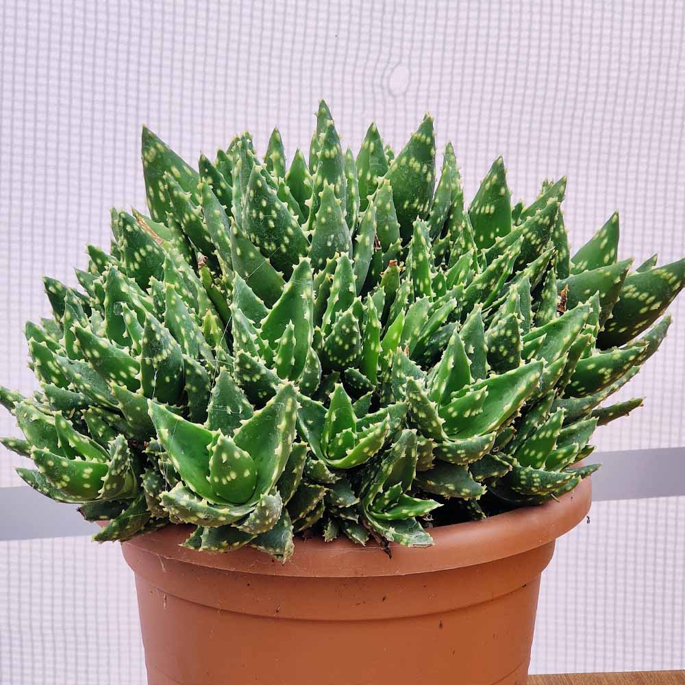 aloe mitriformis