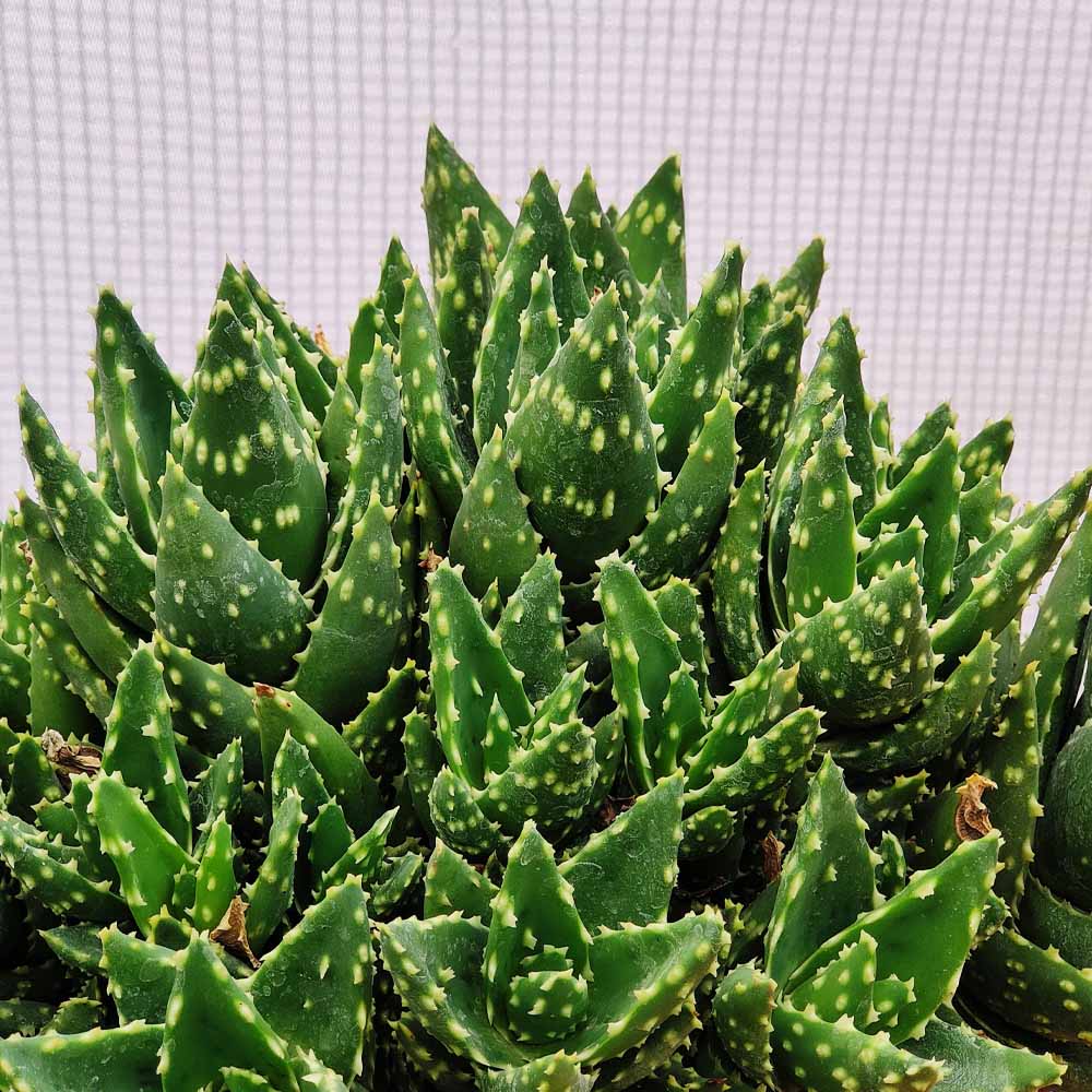 aloe mitriformis cactus