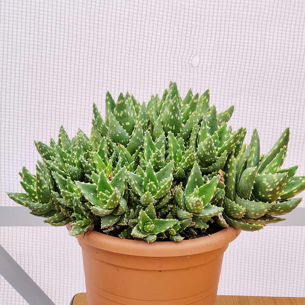 aloe mitriformis pianta