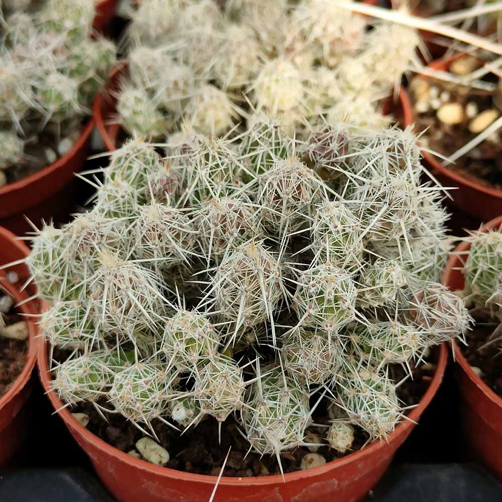 corynopuntia bulbispian