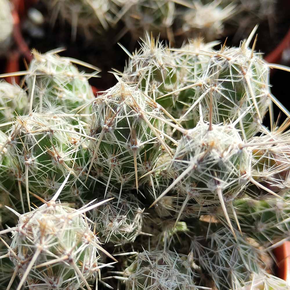 corynopuntia bulbispina