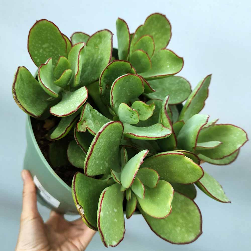 cotyledon orbiculata pianta
