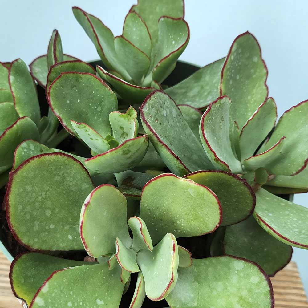 cotyledon orbiculata