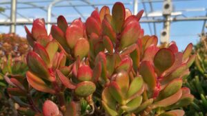 Crassula Ovata