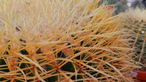 echinocactus grusonii