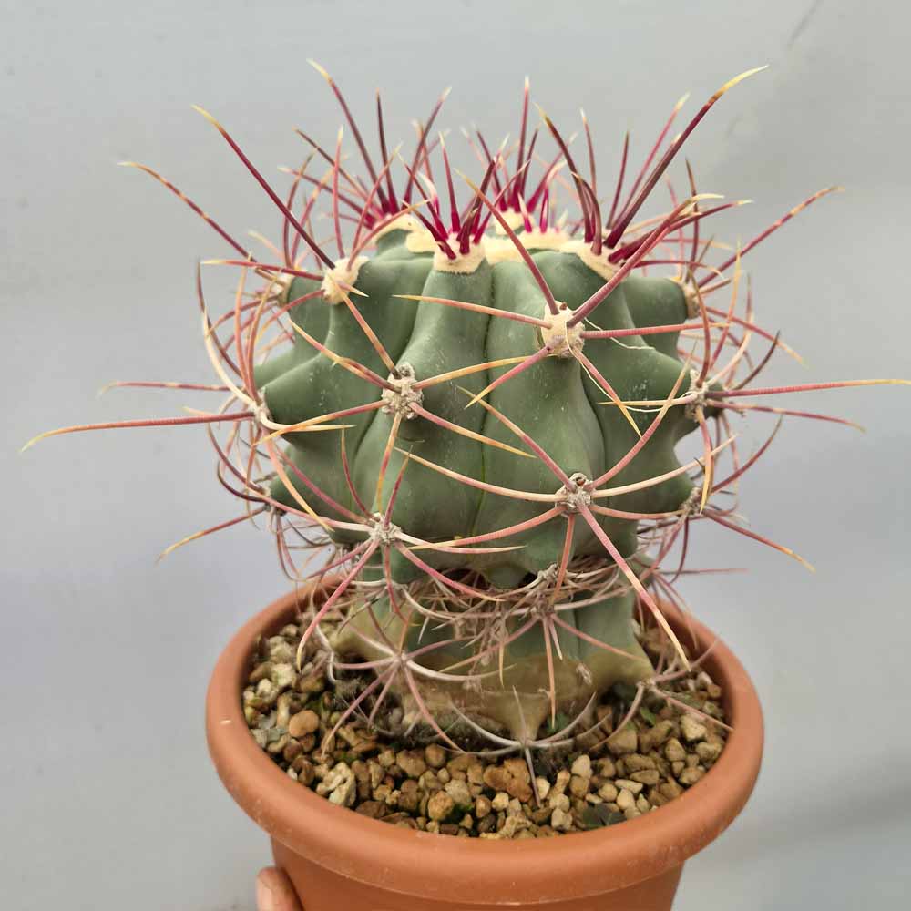 ferocactus emoryi cactus