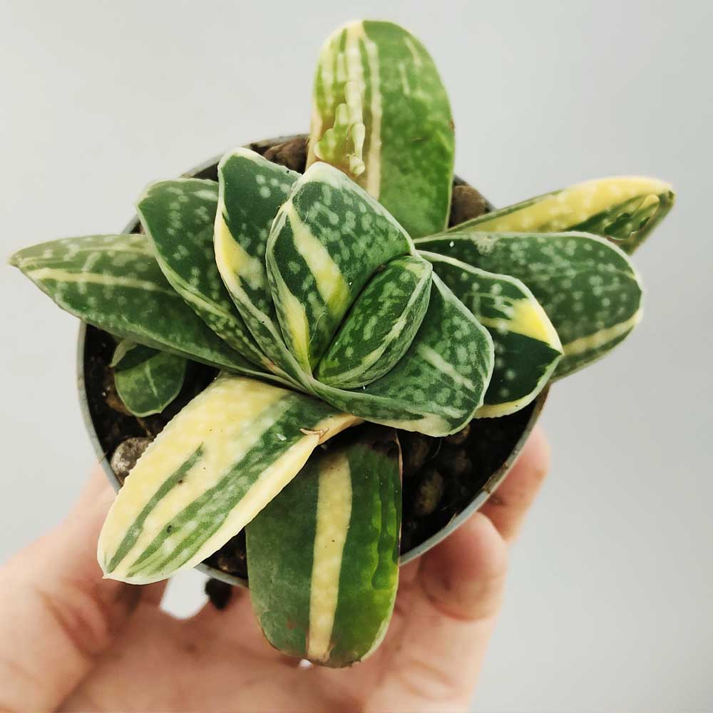 gasteria variegata