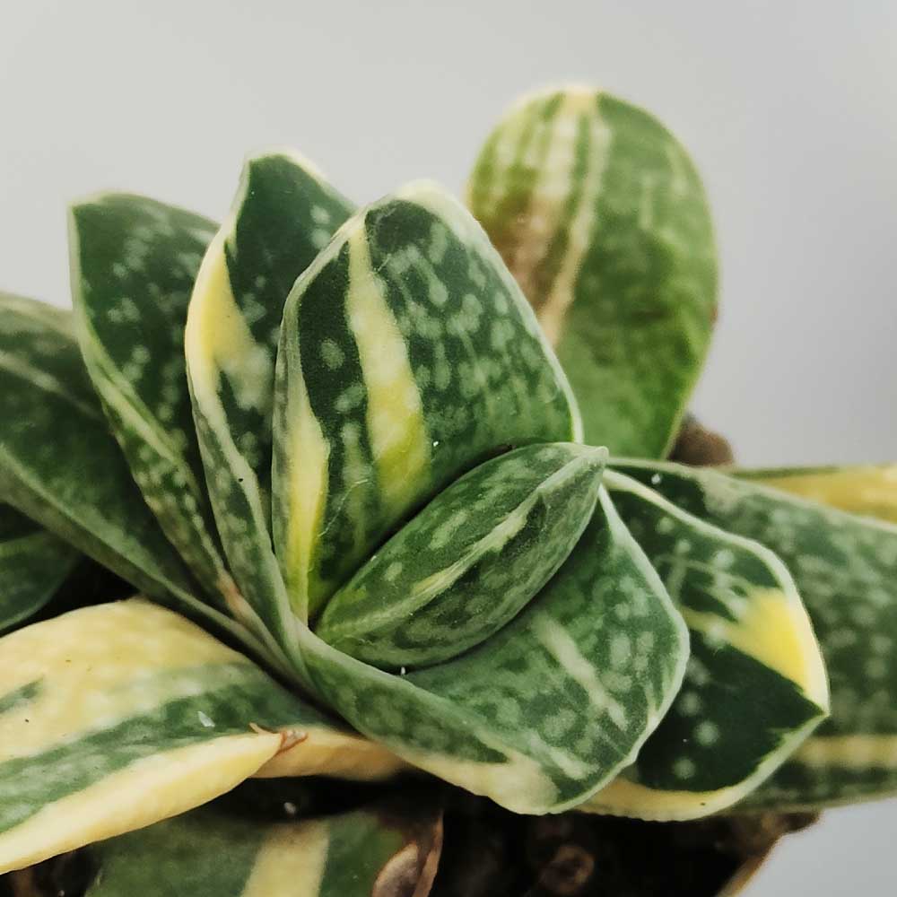 gasteria variegata pianta