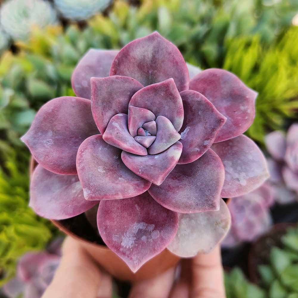 graptopetalum purple delight