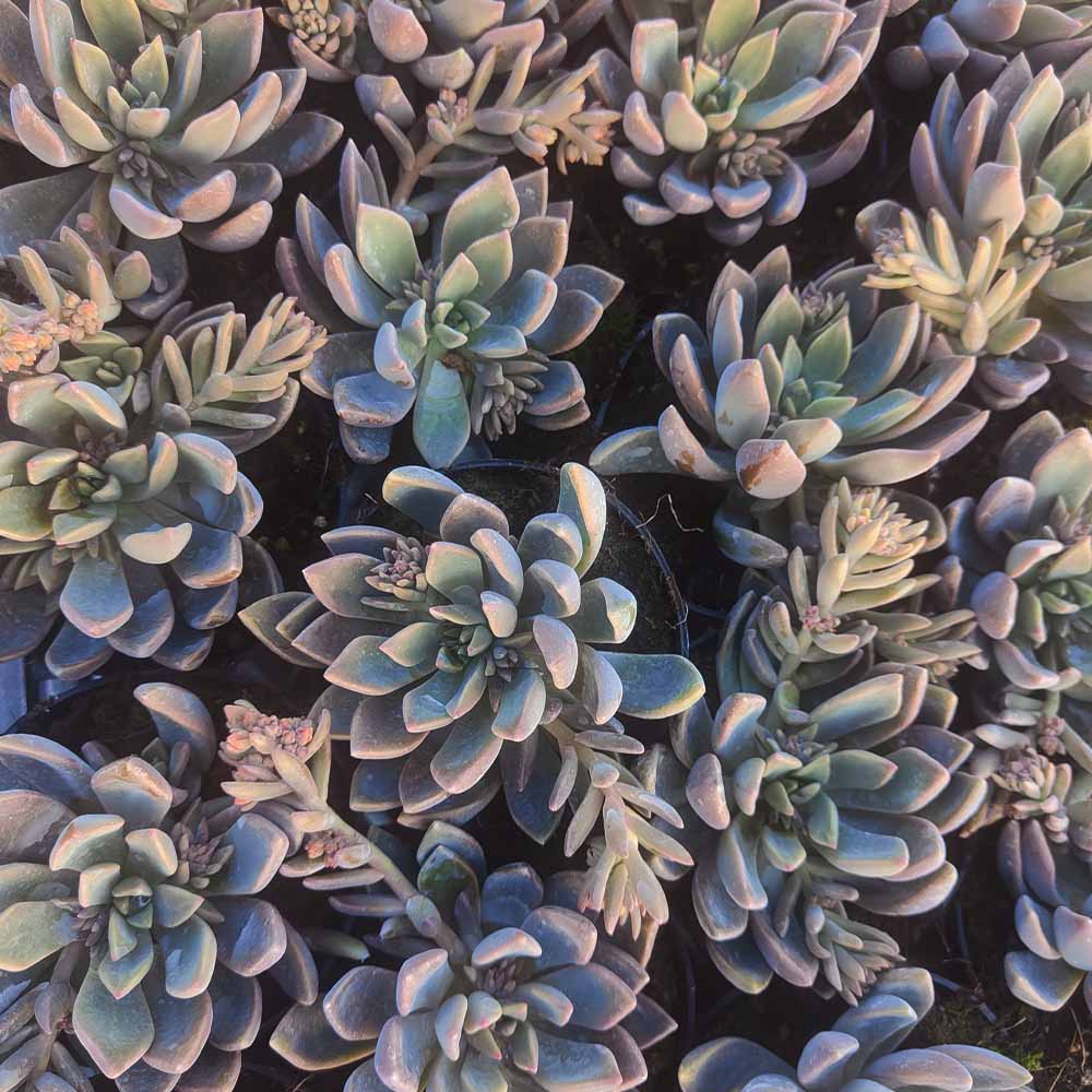 graptopetalum sp pianta grassa