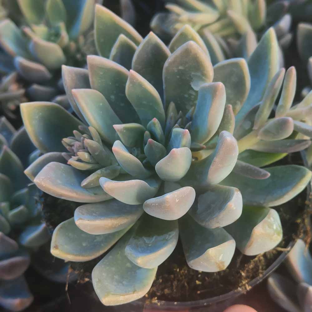 graptopetalum sp