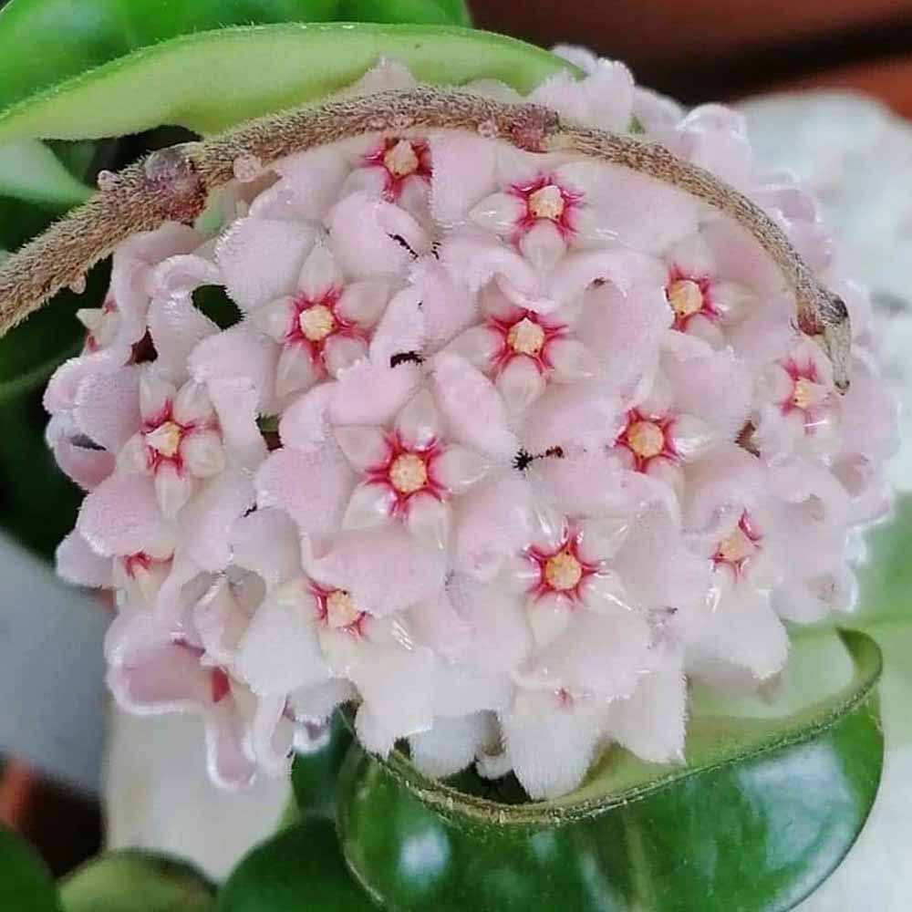hoya compacta fiore