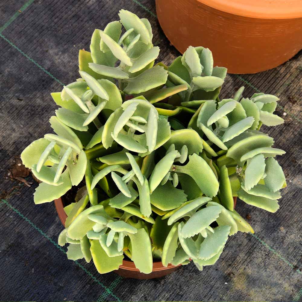 kalanchoe millotti pianta succulente