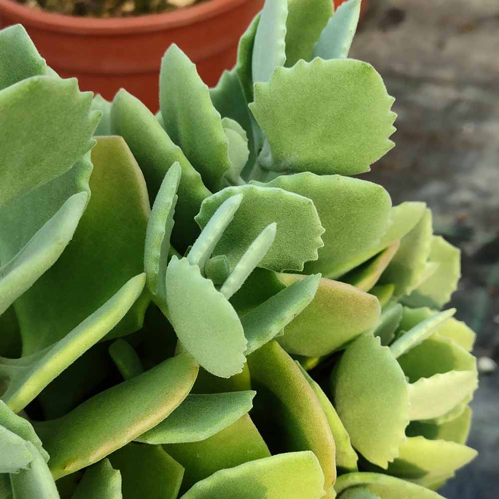 kalanchoe millotti pianta