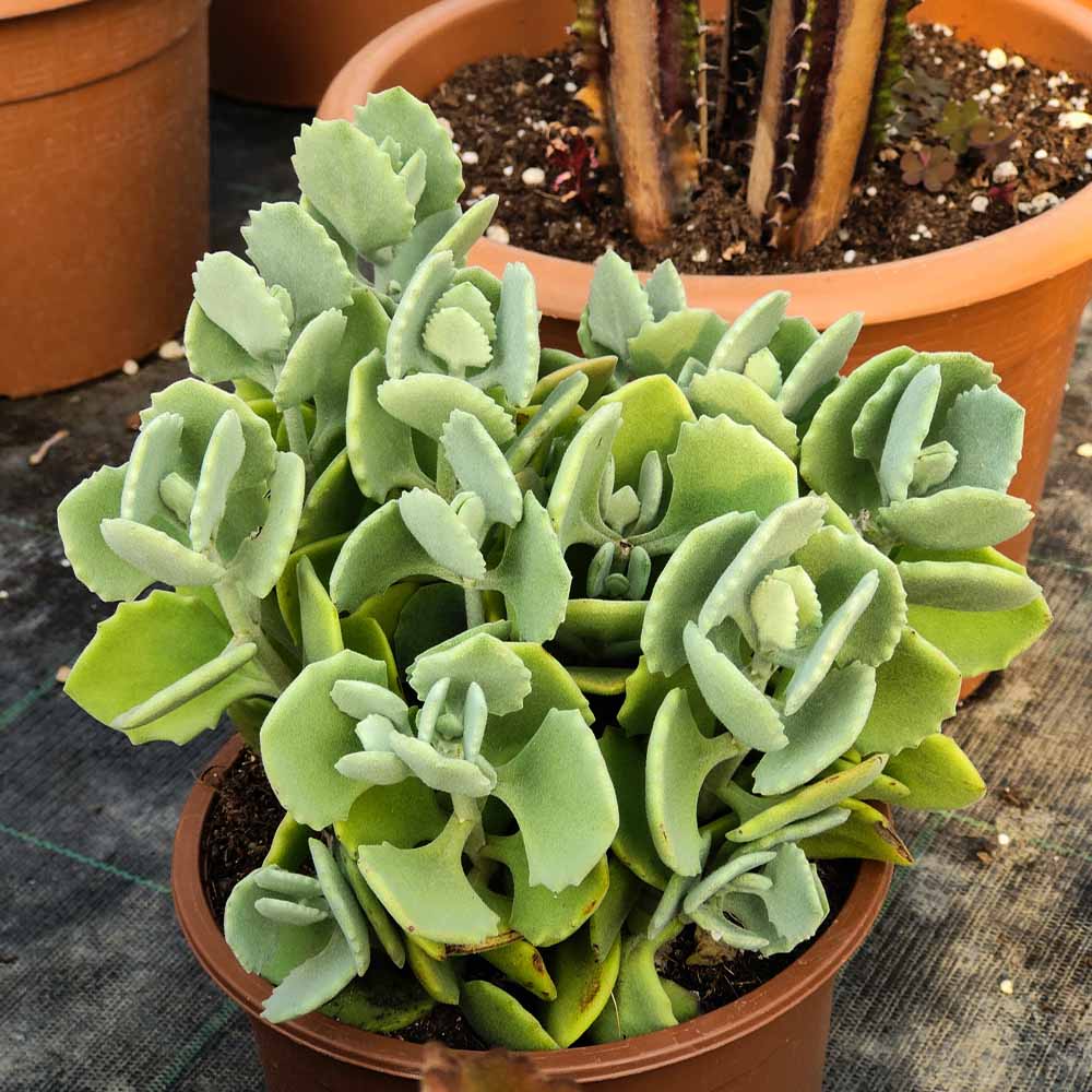 kalanchoe millotti