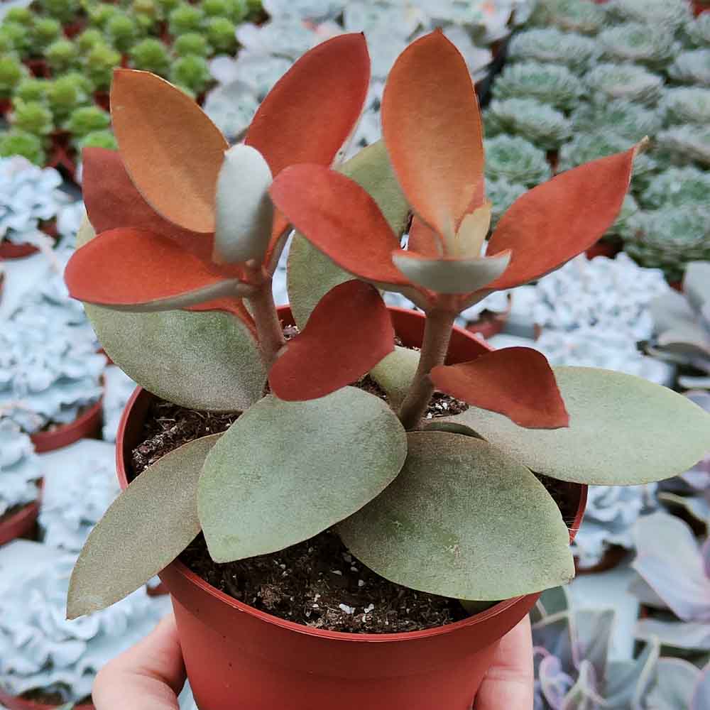 kalanchoe orgyalis