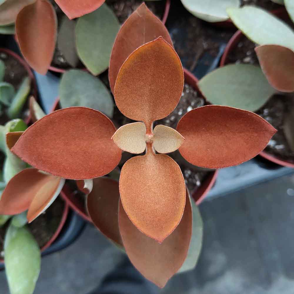 kalanchoe orgyalis pianta