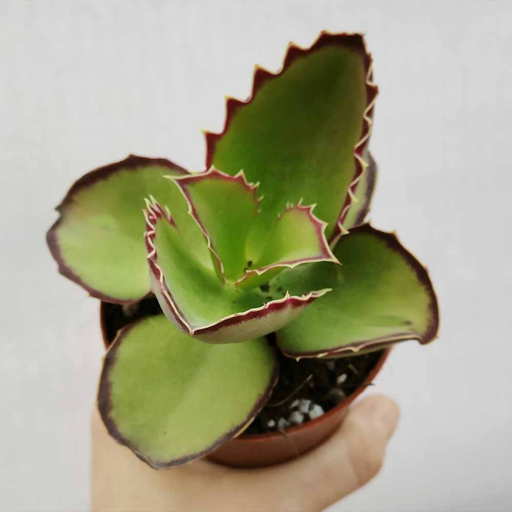 kalanchoe synsepala