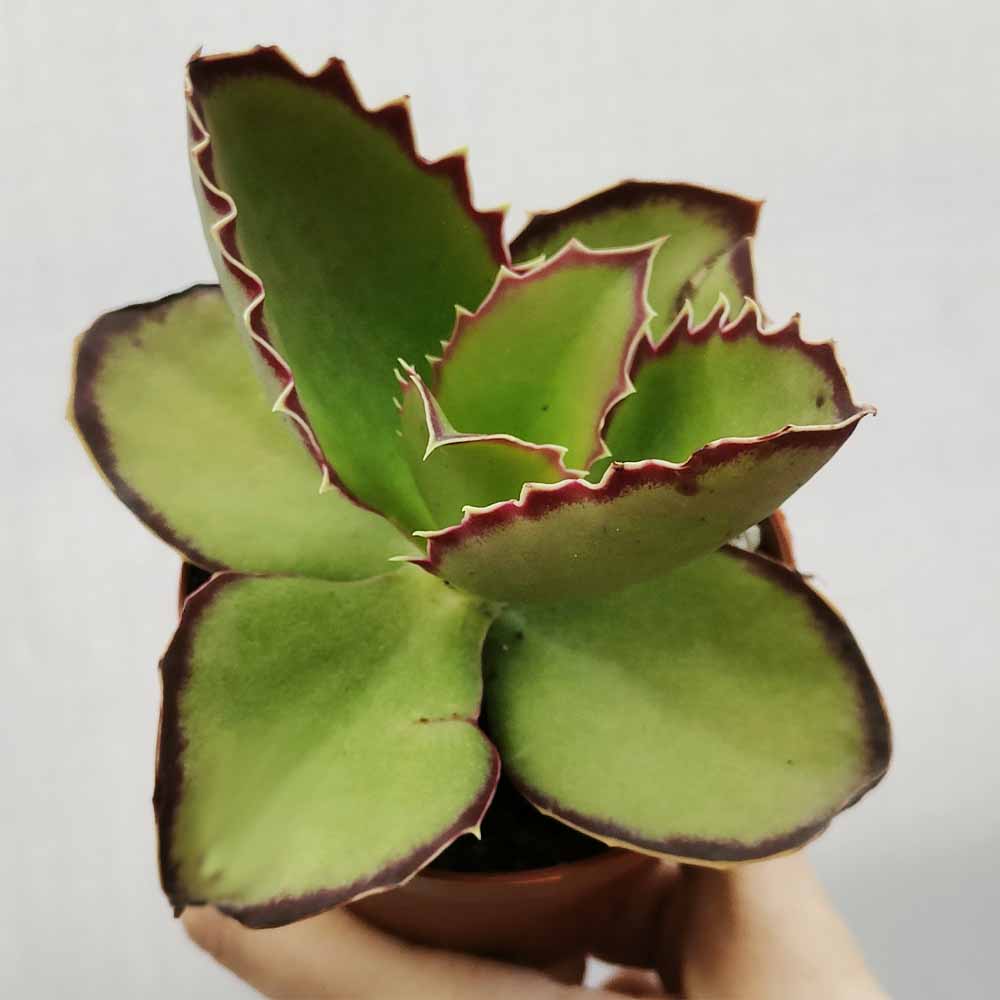 kalanchoe synsepala pianta