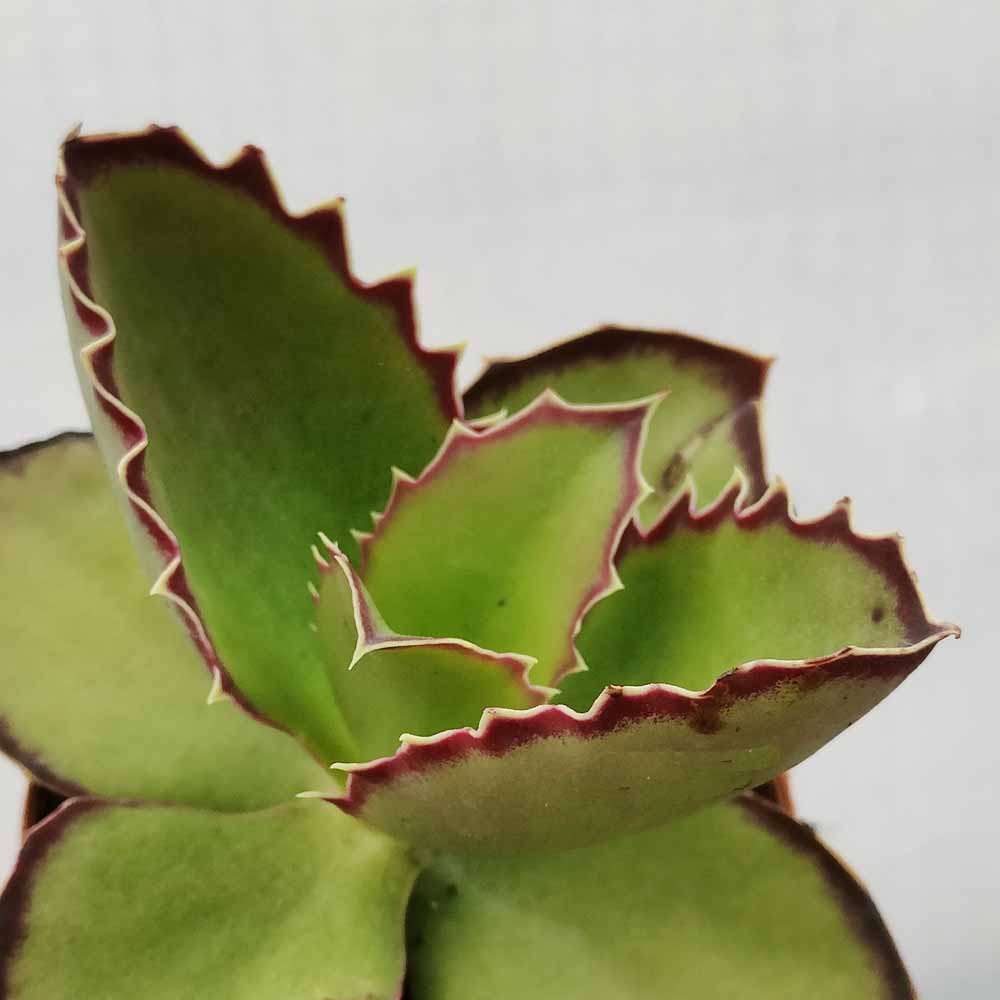 kalanchoe synsepala pianta grassa