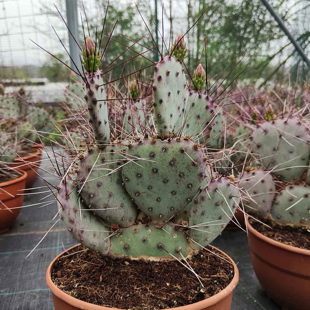 opuntia macrocentra