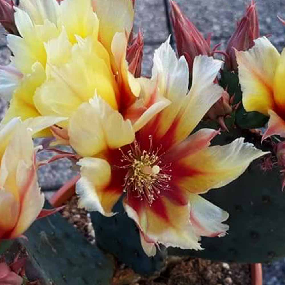 opuntia macrocentra fiore