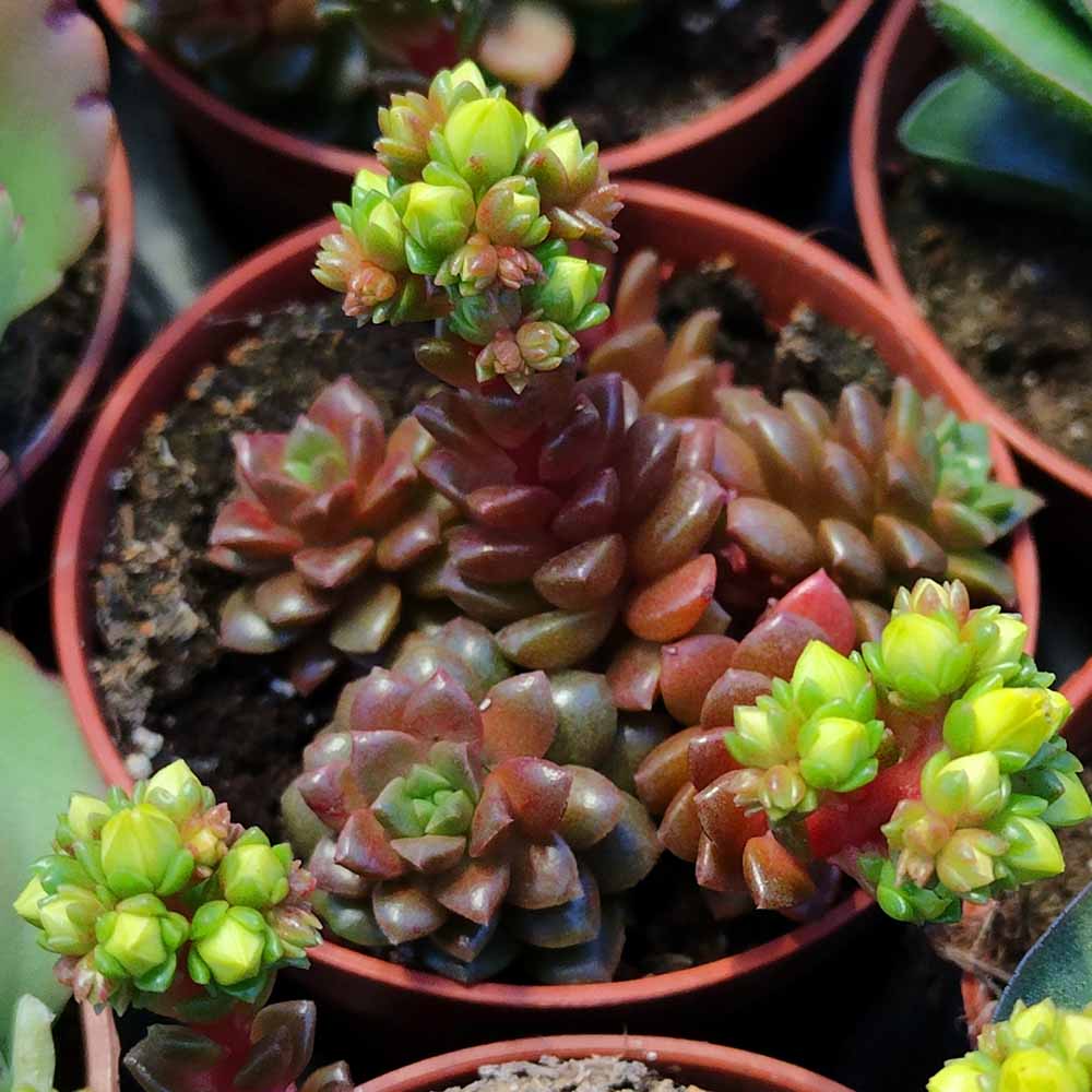 sedum little gem