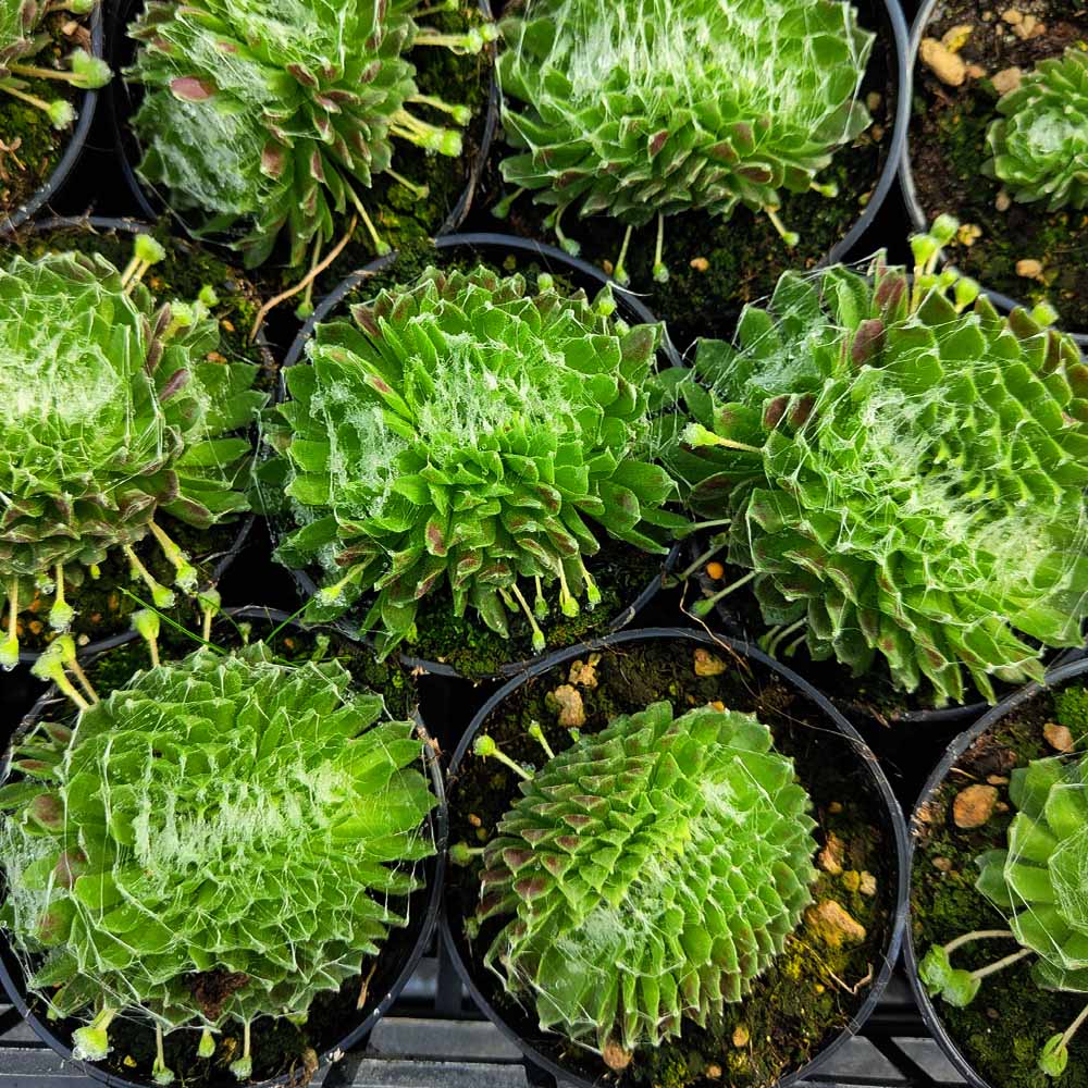 sempervivum arachnoideum crestato pianta grassa