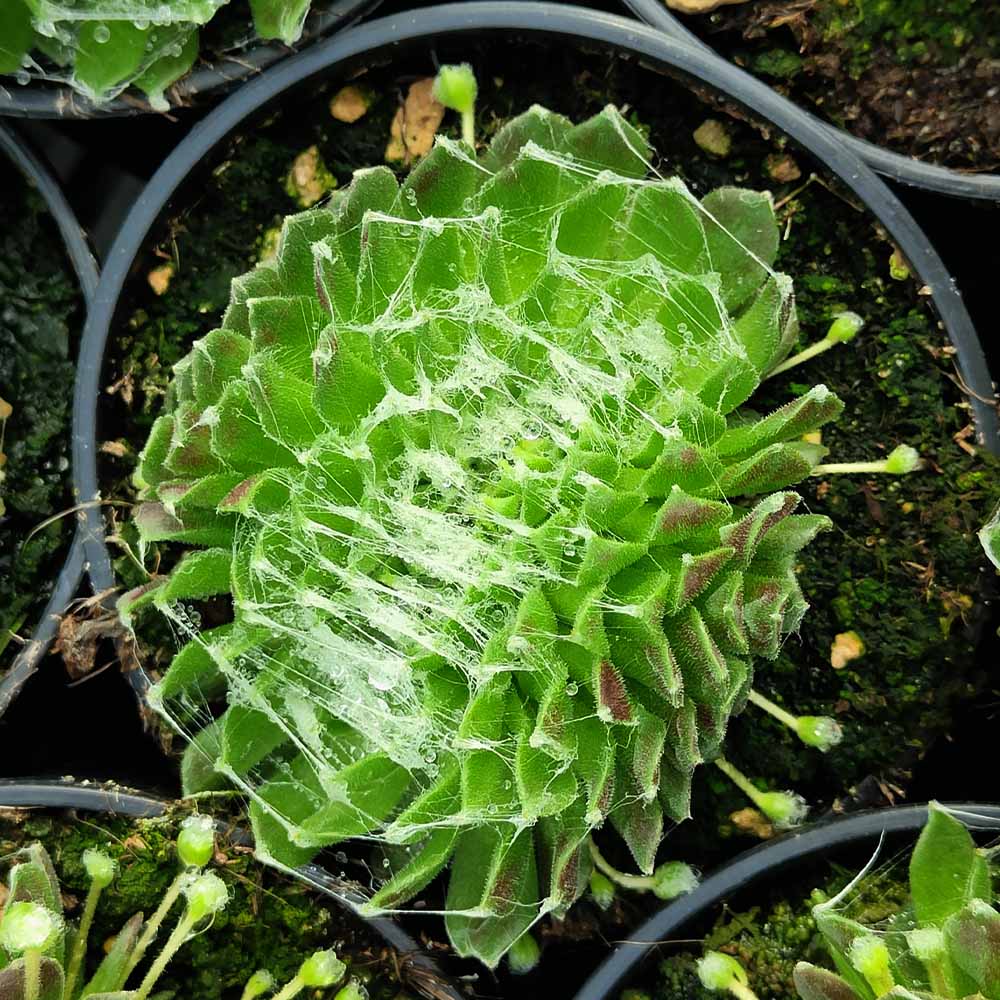 sempervivum arachnoideum crestato