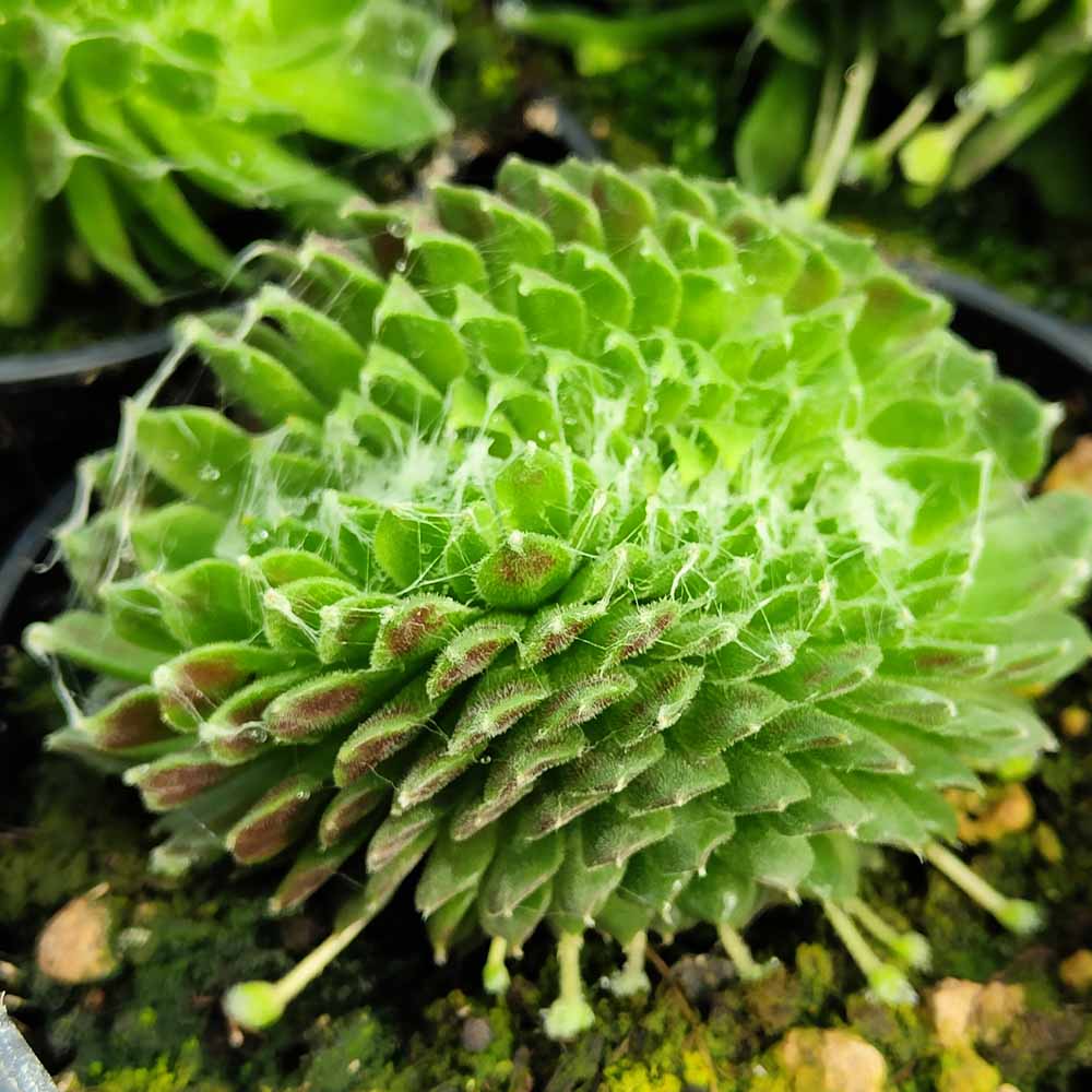 sempervivum crestato