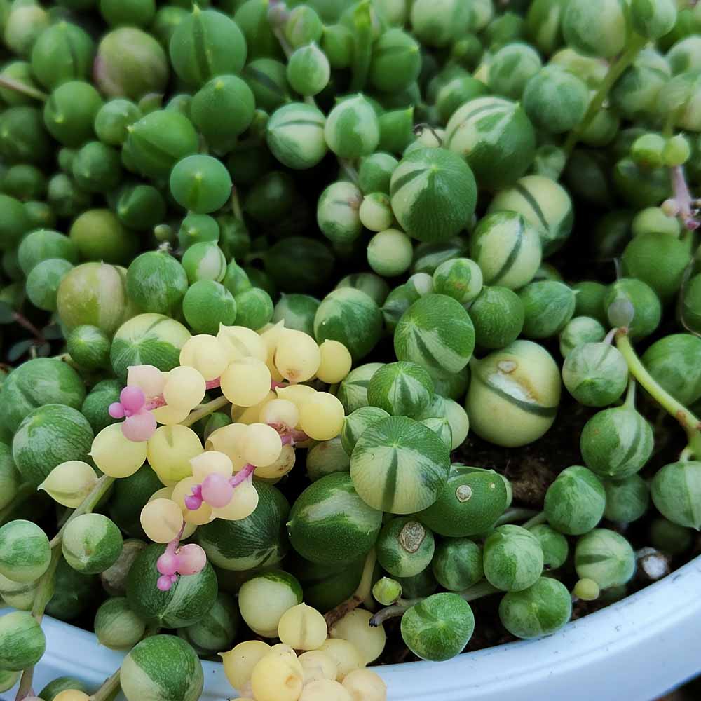 senecio variegato rowleyanus