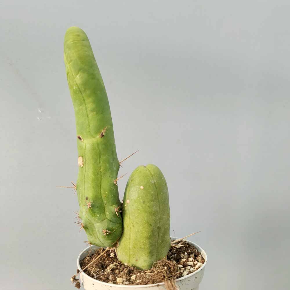 trichocereus bridgesii mostruoso