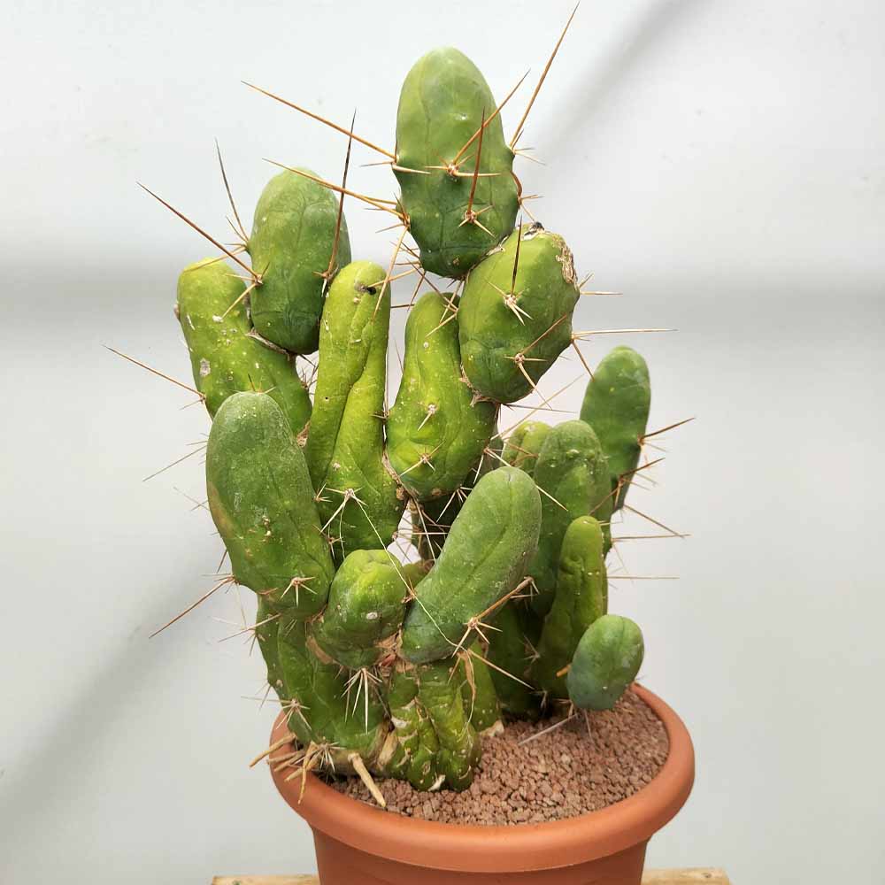 trichocereus bridgesii mostruoso pianta