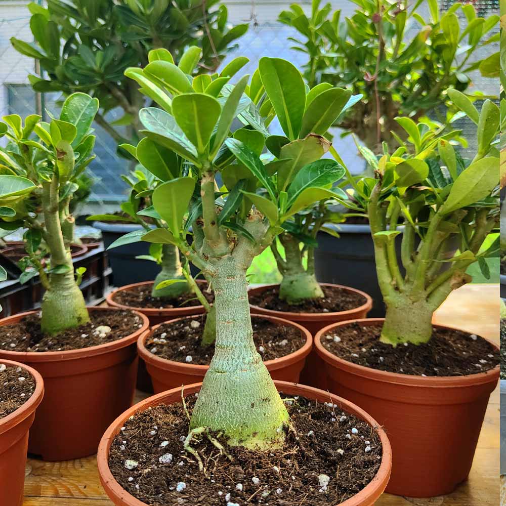 adenium obesum oleandro del madagascar