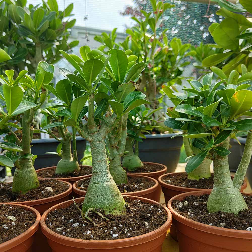 adenium obesum piccolo