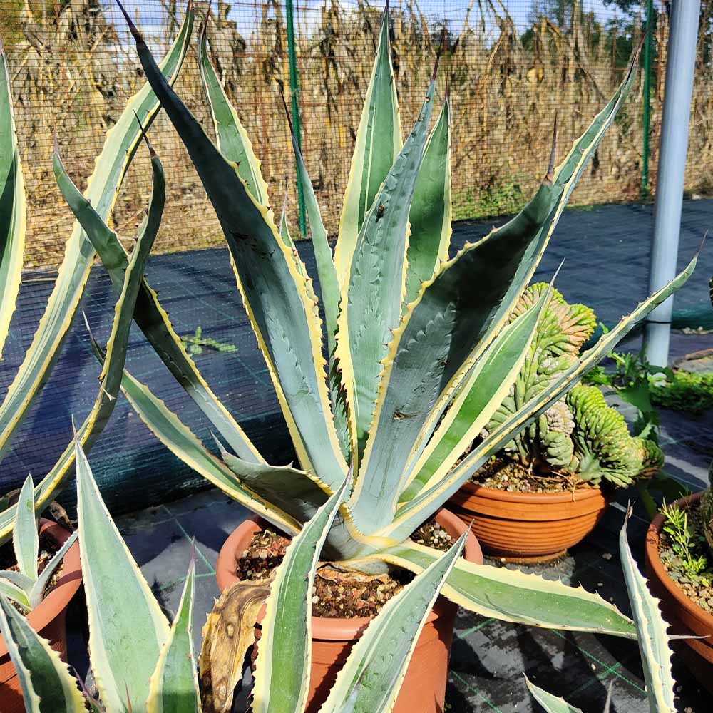 agave variegata americana