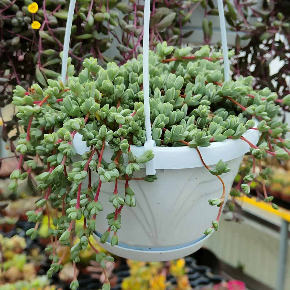 braunsia maximiliani