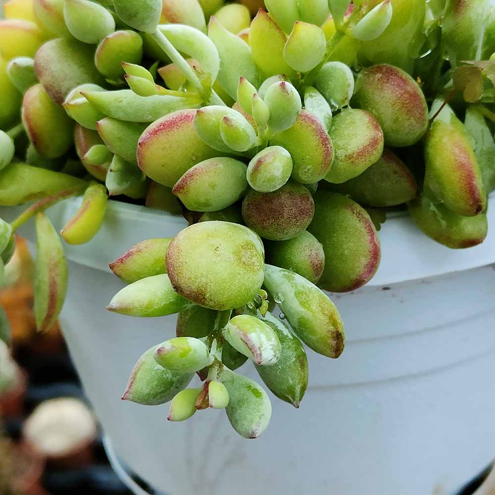 cotyledon pendens pianta