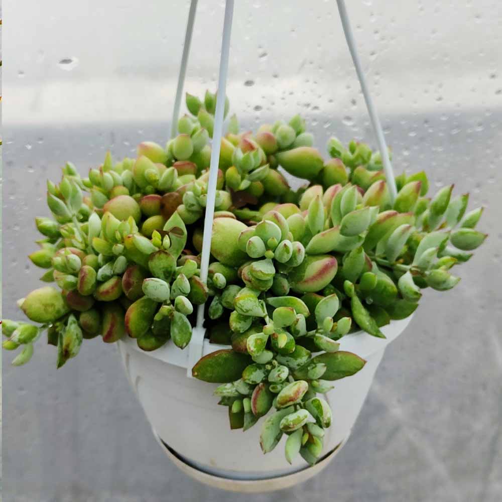 cotyledon pendens
