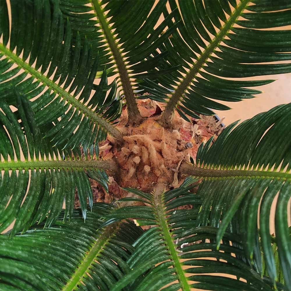 cycas pianta