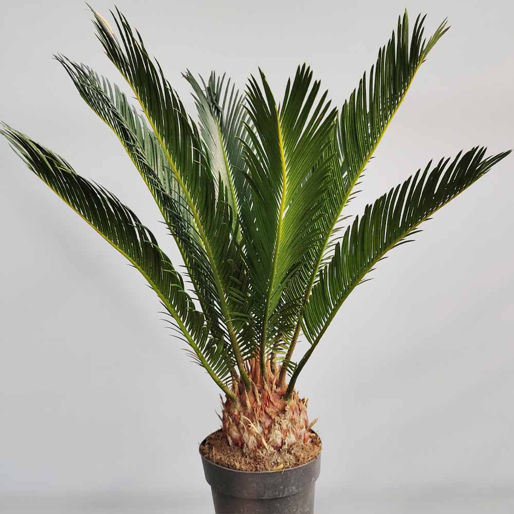 cycas revoluta
