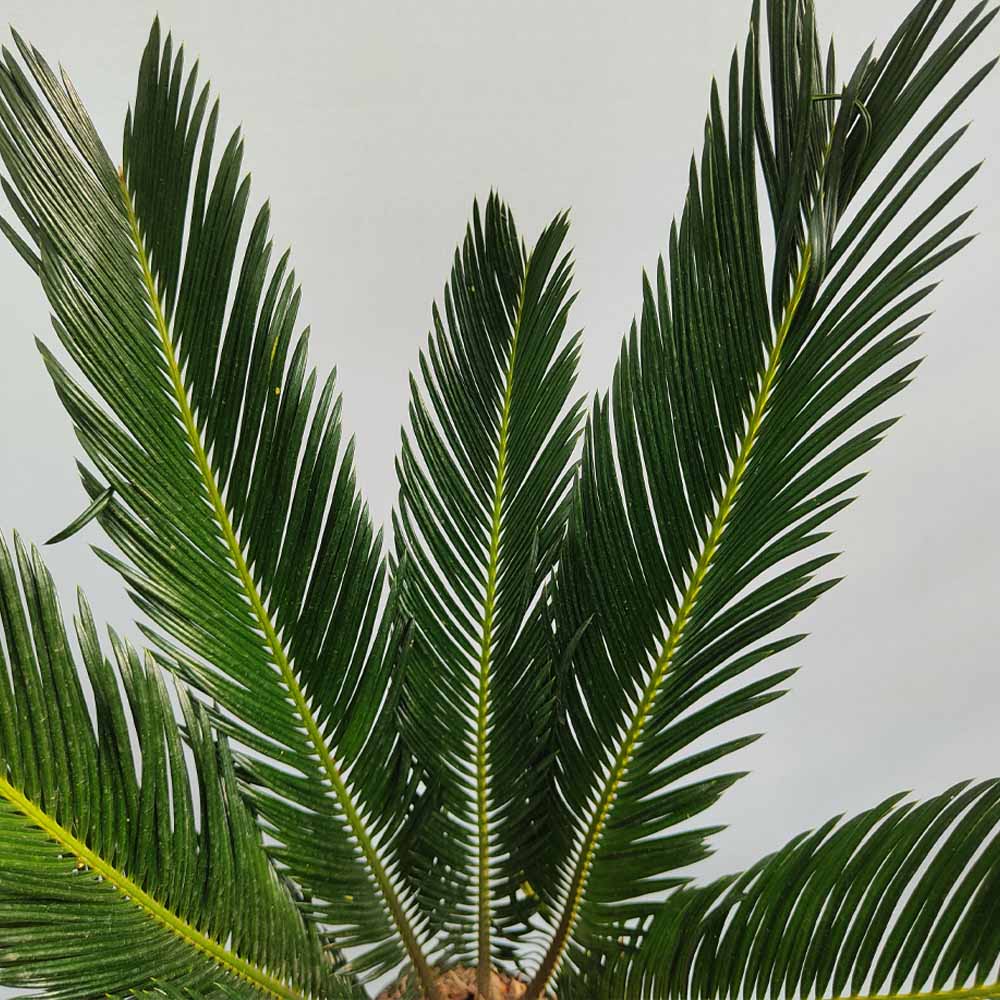 cycas revoluta pianta