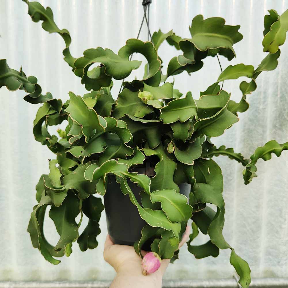 epiphyllum guatemalense mostruoso pianta