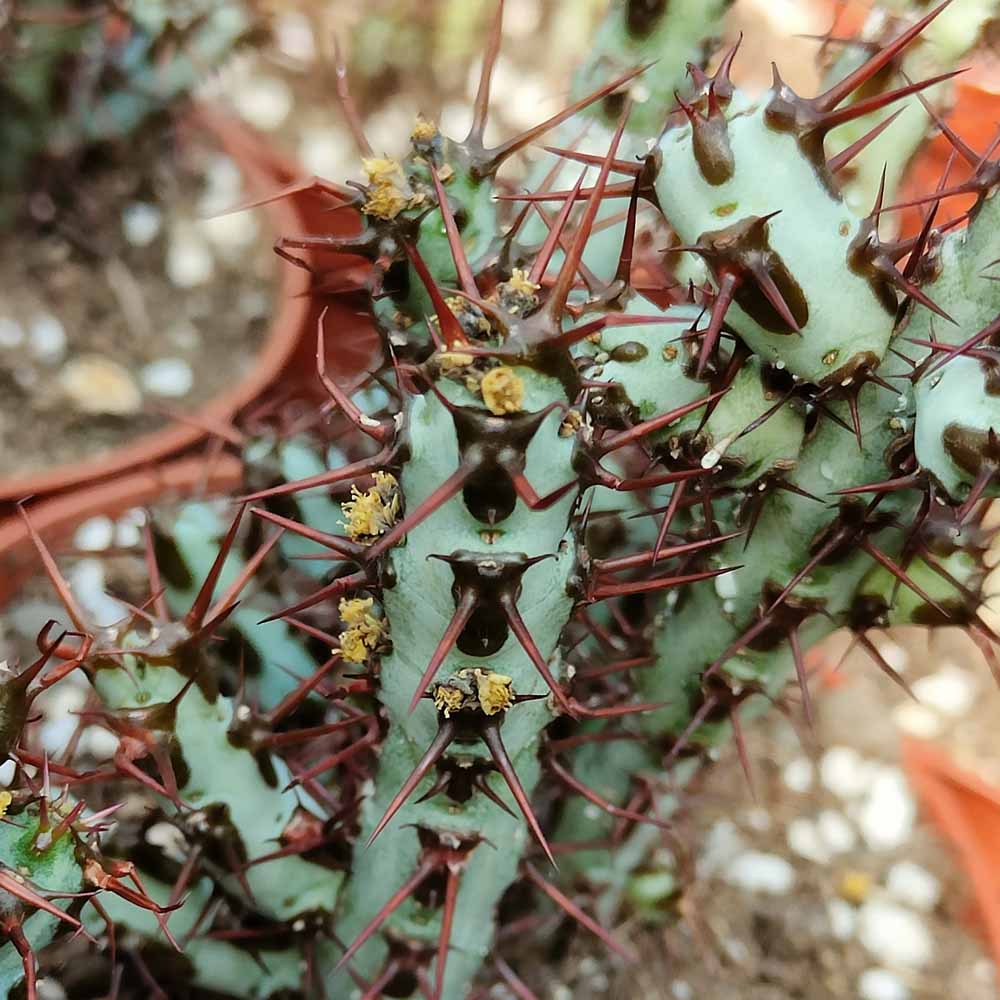 euphorbia aeuriginosa fiore